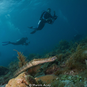 Cornet fish using a wide and Sony NEX5 during a photo cla... by Marvin Acey 